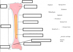 Label the components of the long bone (left section first and then the right)
