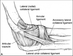1. Annular ligament
2. Radial collateral ligament (RCL)
3. Lateral ulnar collateral ligament (LUCL)