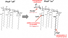 Palmitoylation of 3-hydroxyl group

Increases hydrophobicity