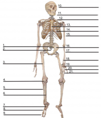 List the bones within the skeletal system from 1 to 26