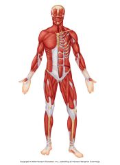 List the major muscles in the muscular system.