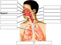 list the anatomy of the respiratory system