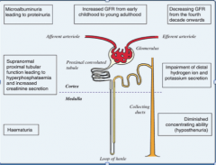 Microalbuminuria --> proteinuria 
Hyperphosphatemia and increased creatinine secretion
Increased GFR early childhood --> adult, decreasing GFR from fourth decade onward
Impairment of distal H+ ion and K+ secretion
Diminished concentrating abil...