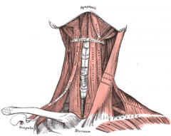 - Sternothyroid muscles depress the larynx. 
- Omohyoid muscles depress the larynx. 
- Sternohyoid muscles depress the larynx. 
- Inferior constrictor muscles 
- Thyrohyoid muscles elevates the larynx. 
- Digastric elevates the larynx. 
...