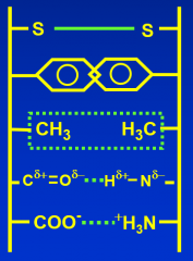 - Covalent: Disulfide bridges
- Apolar: Hydrophobic
- Polar: Hydrogen bonding
- Ionic: Electrostatic