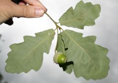 alternative, simple, buds clustered at tips, most leaves are lobed
