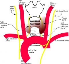 The right RLN branches from the right vagus nerve in the neck at the left of T1-T2 or more inferiorly, anterior to the right subclavian artery. It travels inferior and posterior to the subclavian artery to ascend in the neck between the trachea an...