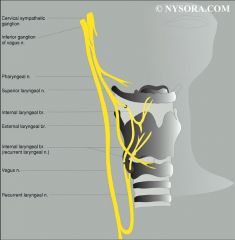 The superior laryngeal nerve (SLN) branches from the main trunk of the vagus high in the neck. It descends in the neck adjacent to the pharynx, medial to the carotid sheath. The SLN divides into the internal and external branches approximately 2-3...