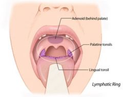 -Nodes associated with the tonsils
-Found in the nasopharynx, oropharynx and base of tongue.