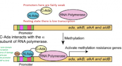 N-Ada will be methylated, attaching to promoter

C-Ada will interact with alpha subunit of RNA polymerase