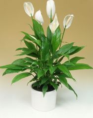 Spathiphyllum species


 


Peace Lily