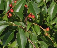 Black Cherry - Tiny glands, inflorecense is a raceme 