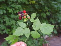 Alternate, white underside, glacous stem, trifoliate, compound, no hair. wild black raspberry 