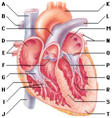 List the structures of the heart (a-t)