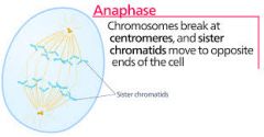 Chromosomes breaks at centromeres, and sister chromatids seperate to opposite side of the cell.