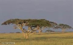 savannas