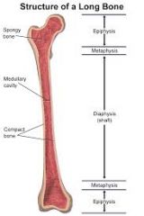 Rounded end of long bone.