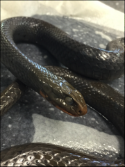 Coluber constrictor
Smooth/shiny
No keels
White chin
Gray ventrally
Nearctic