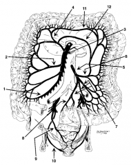 Superior Hemorrhoidal Artery / Superior Rectal (8)