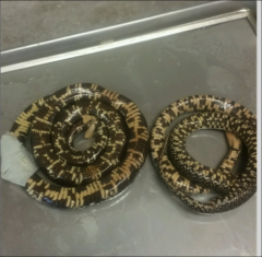 Lampropeltis Getula
Smooth scales
Single anal
Nearctic
