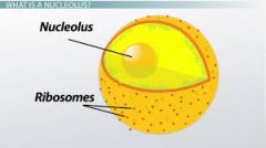 A plant cell has a layering around the nucleolus as any cell would. It makes DNA/rRNA.