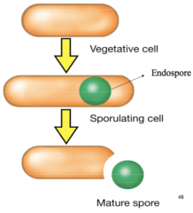 No

When environmental conditions return to normal, one spore will transform into one vegetative cell which then undergoes cell division 