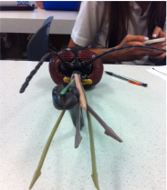 Insect Head Structures (model)