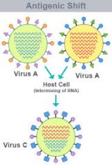 causes pandemics

reassortments of viral genome segments

e.g. human flu A and swine flu A fuse 