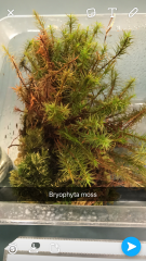 Is there a vein system  present in the leaves?
Gametophyte or sporophyte?