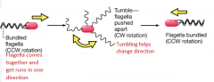 Tumbles by having flagella push apart