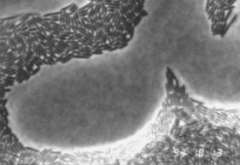Widespread flagella-based motility

Movement on solid surface with some fluid/moisture

Often form spearheaded raft along advancing front

Bacteria appear to be in a different state