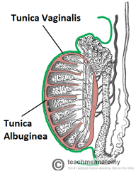 tunica vaginalis testis