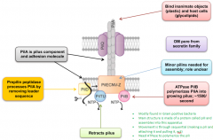 Prepillin peptidase processes PilA by removing leader sequence