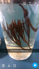 What is this? 
Characteristics of pterophyta?
Generation?