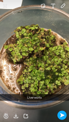 Hepatophyta (Liverworts)
-How is the thallus flattened?
-Gametophyte or Sporophyte?