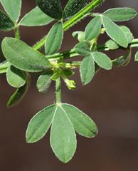 Fabaceae Cytisus scoparius 