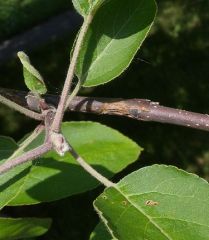 Rosaceae Malus pumila