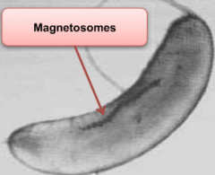 Bacteria organelle for magnetotaxis

Contains magnetic crystal