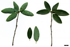 Fagaceae Quercus vacciniifolia