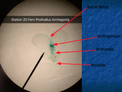Prothallus and apical notch
Rhizoids absorb and anchor
Sporophyte grows out of archegonia 