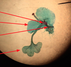 What happens to the gametophyte after the sporophyte begins to grow?
