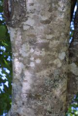 Betulaceae Alnus rubra