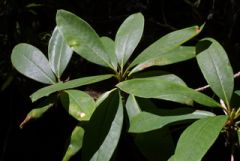 Ericaceae Rhododendron macrophyllum