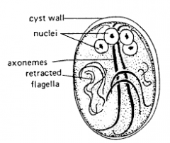 with axoneme, parabasal bodies, and remnants of flagella