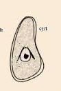 Cystostome extends above nucleus with bird's beak appearance and resembles C. mesnili cyst