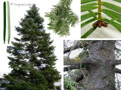 Pinaceae Abies grandis