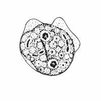 Multiple hyaline, leaf-like pseudopodia; nucleus has fragmented tetrakaryosome