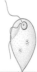 Cytostome extend 1/2 length of the body
