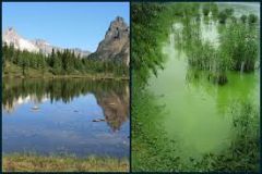 process in which nutrients (P, N) become highly concentrated in a body of 
       water results in increased algal growth

			a.  mainly human sources (agriculture, sewage)