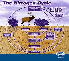 1.  nitrogen is the main nutrient lost in agriculture

		2.  synthetic fertilizers increase nitrogen in the soil

		3.  legumes increase nitrogen in the soil